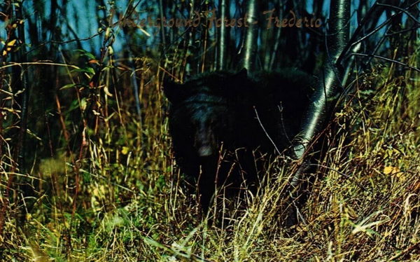 Underground Forest - Various Promos